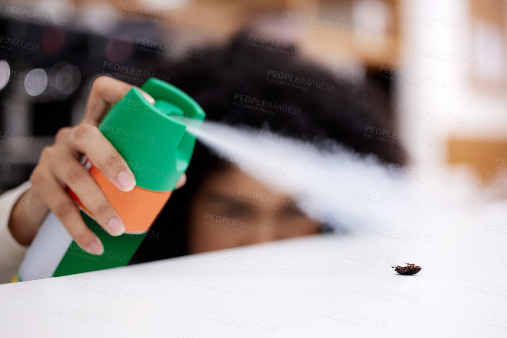 Buy stock photo Spray, insect and hand of woman in kitchen killing bug for hygiene, safety or cleaning at home. Cockroach, table and female person spraying bottle of repellent mist for housekeeping at apartment.