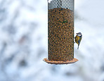 Bird feeder