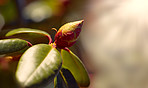 Rhododendron - garden flowers in May