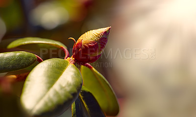 Buy stock photo Rhododendron is a genus of 1,024 species of woody plants in the heath family, either evergreen or deciduous, and found mainly in Asia, although it is also widespread throughout the Southern Highlands of the Appalachian Mountains of North America.