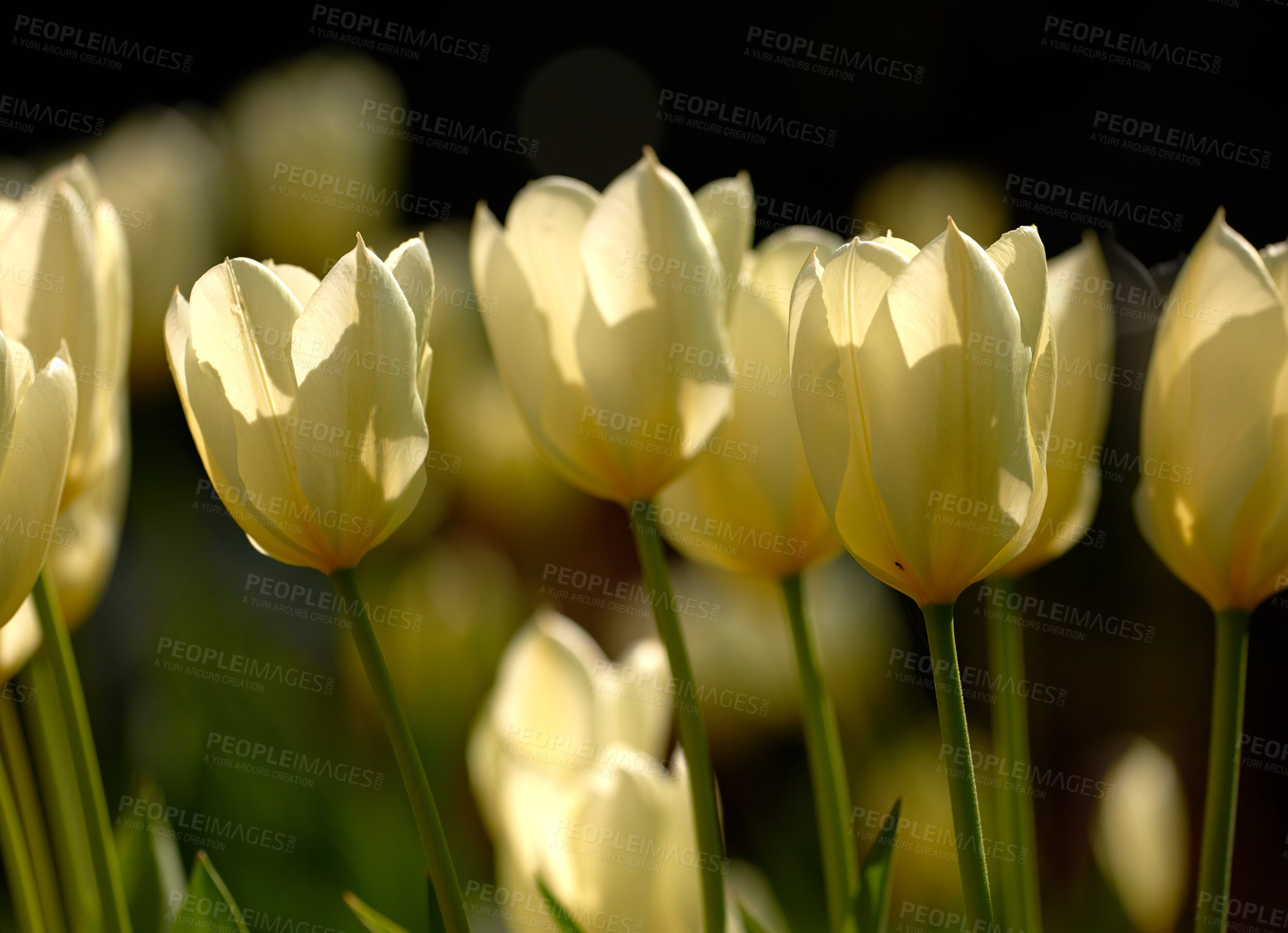 Buy stock photo Yellow garden flowers growing against a black background. Closeup of didier's tulip from the tulipa gesneriana species with vibrant petals and green stems blooming in nature on a sunny day in spring