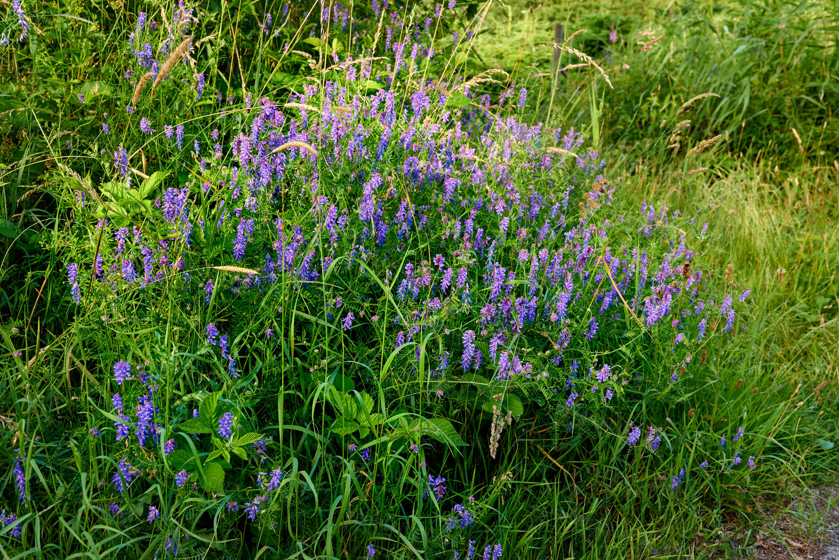 Buy stock photo A series of beautiful garden photos