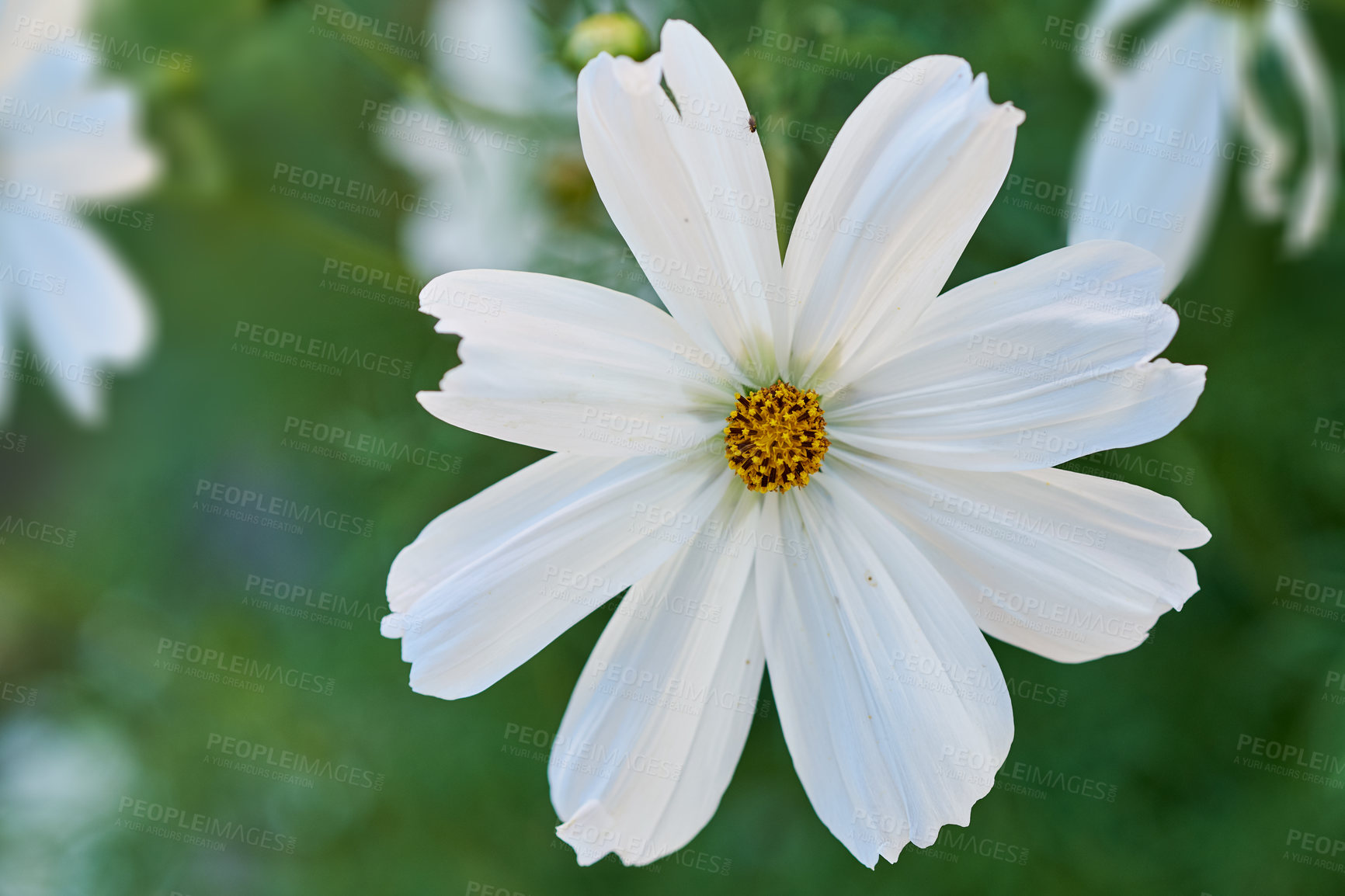 Buy stock photo A series of beautiful garden photos