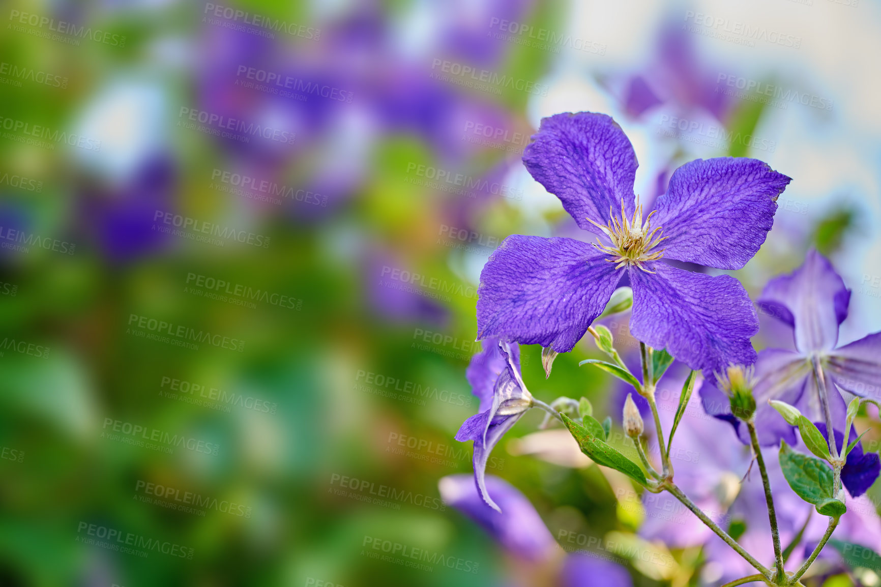 Buy stock photo Closeup of italian leather clematis flower growing, blossoming against bokeh copy space background on green stem. Textured detail of flowering evergreen vine plants in private or secluded home garden