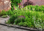 Garden flowers in summertime