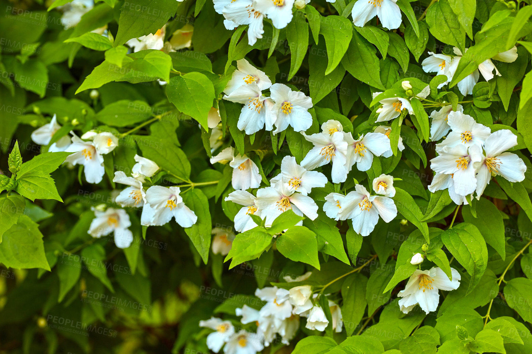 Buy stock photo A series of beautiful garden photos