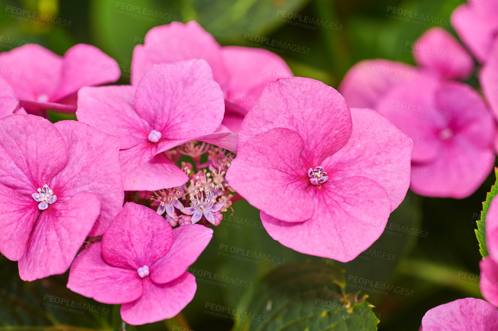 Buy stock photo A series of beautiful garden photos