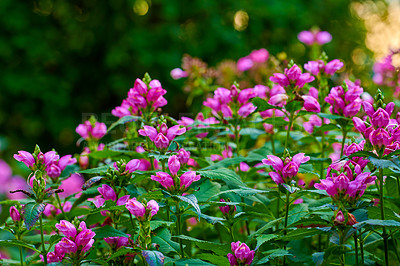 Buy stock photo A series of beautiful garden photos