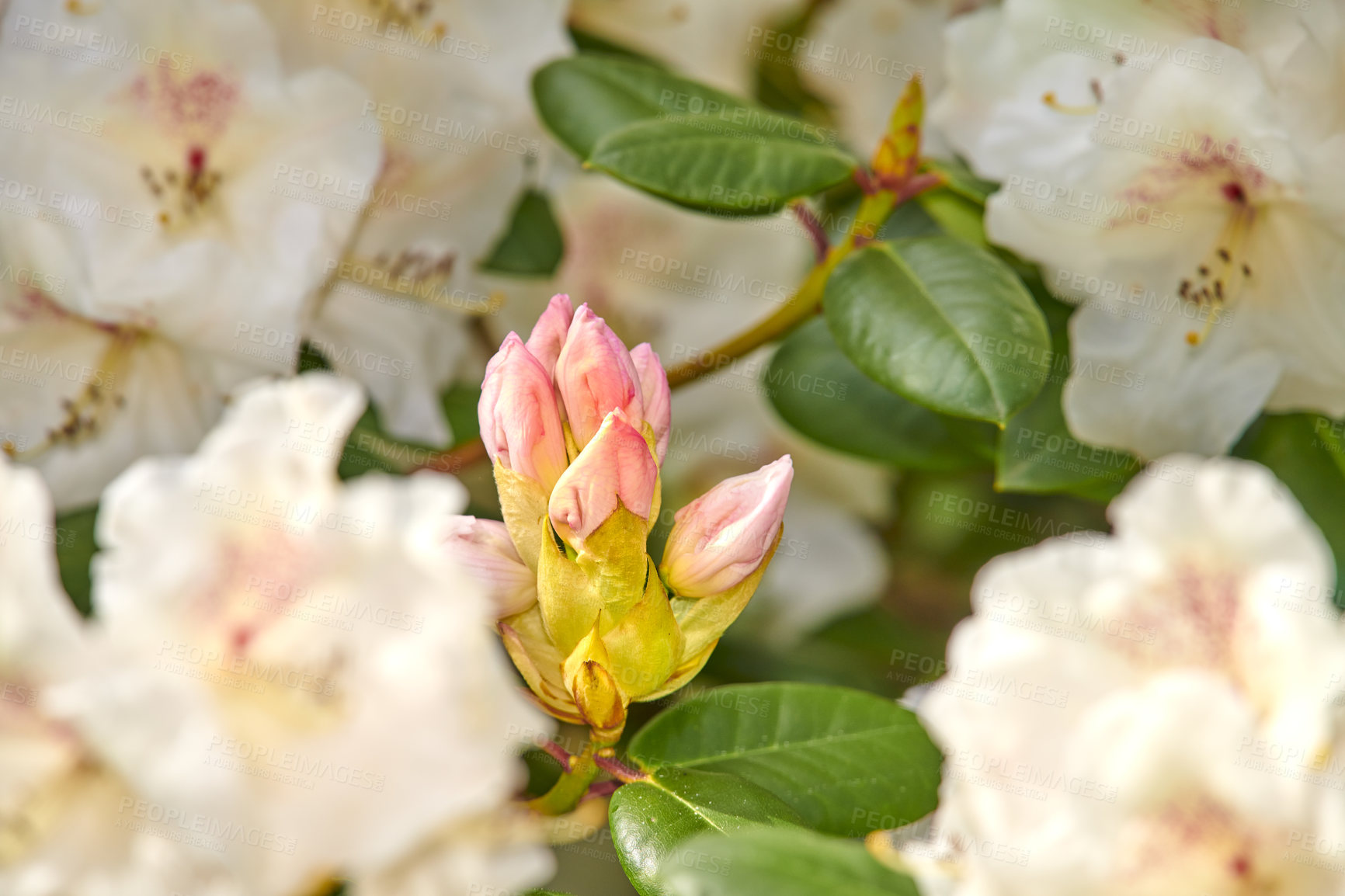 Buy stock photo Rhododendron is a genus of 1,024 species of woody plants in the heath family, either evergreen or deciduous, and found mainly in Asia, although it is also widespread throughout the Southern Highlands of the Appalachian Mountains of North America.