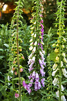 The foxgloves in the garden