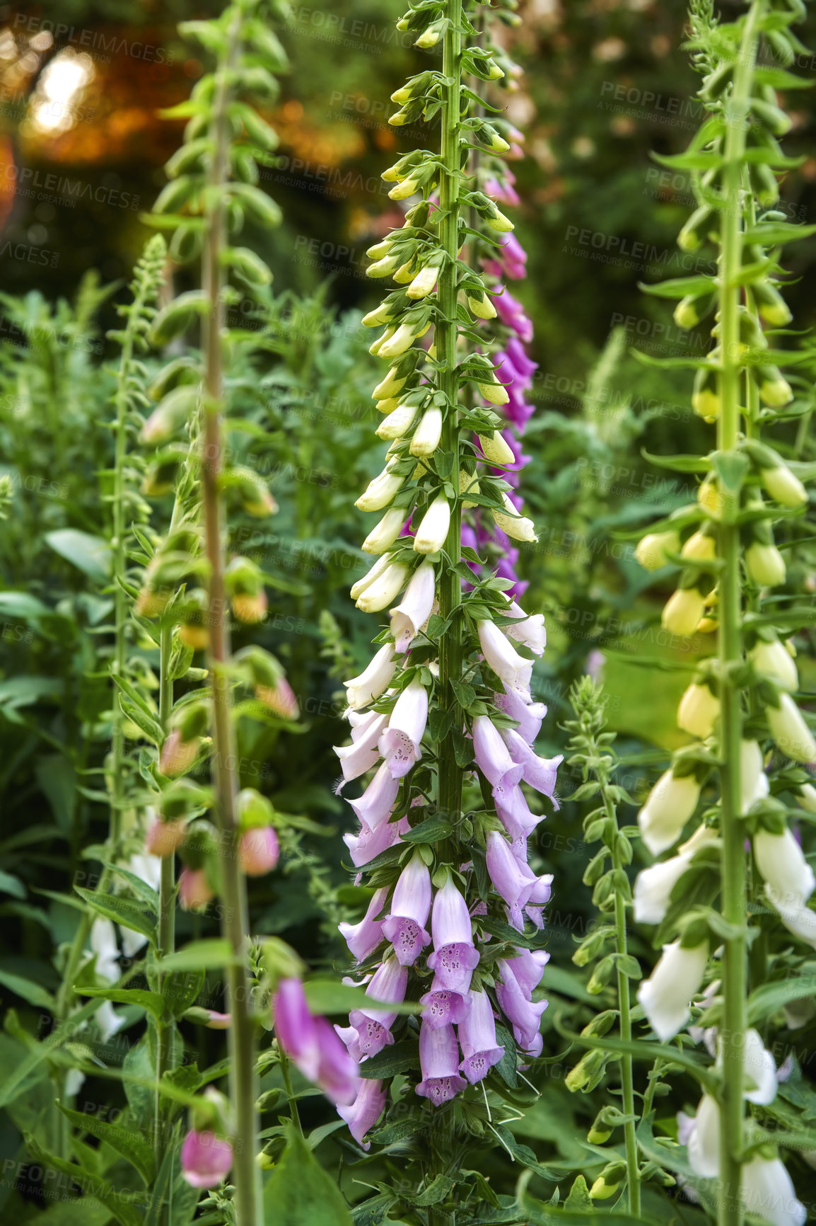 Buy stock photo Colorful foxgloves - digitalis purpurea 