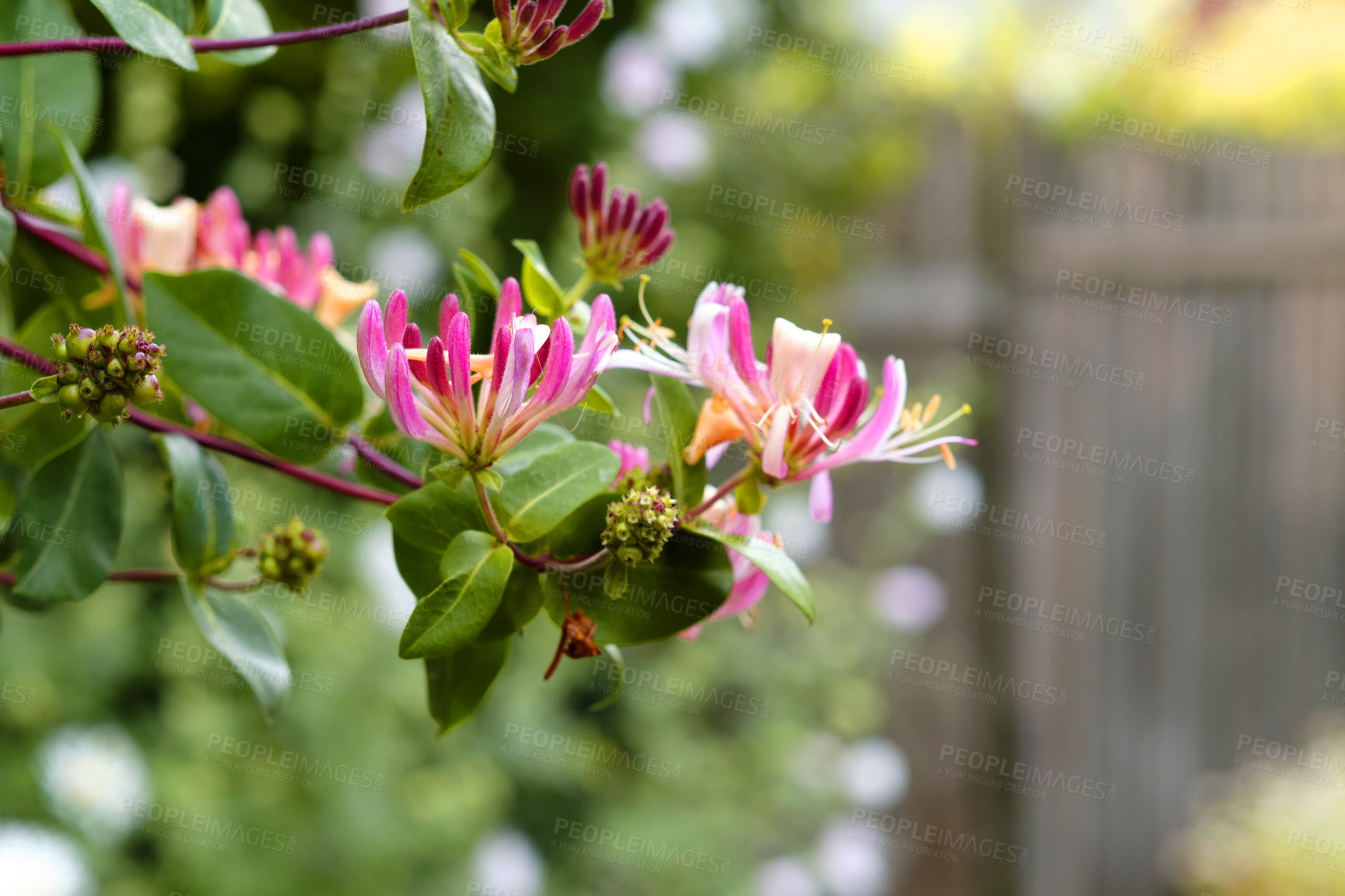 Buy stock photo Environment, branch and flowers in garden, ecosystem for natural growth and earth day. Empty, outdoor and plants in backyard, morning and blooming with botany, spring and floral with sustainability