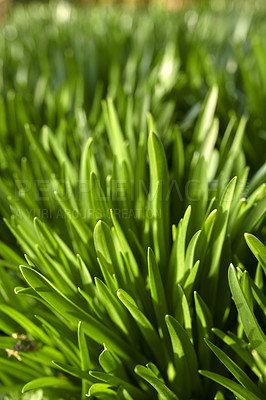 Buy stock photo Closeup of a green grass growing in garden with a blurry background. Zoom in on shoots and blades in harmony with nature on a front lawn. Macro details of vibrant leaves in a quiet park or field