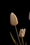 a photo of beautiful white tulips in the garden in early springtime