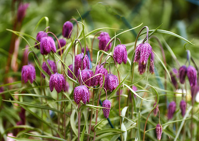 Buy stock photo A series of beautiful garden photos