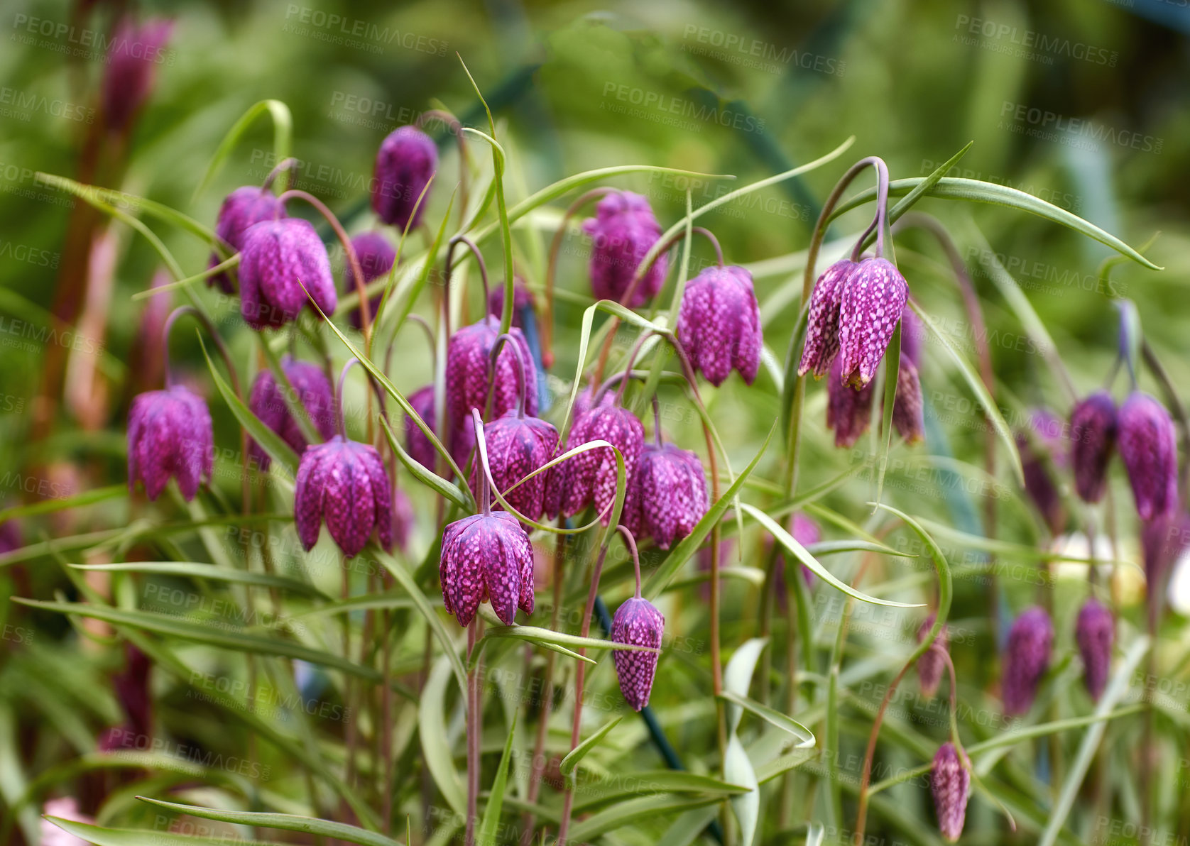 Buy stock photo A series of beautiful garden photos