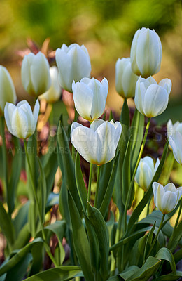 Buy stock photo White garden tulips growing in spring. Closeup of didier's tulip from the tulipa gesneriana species with vibrant petals and green stems blossoming and blooming in nature on a sunny day outdoors