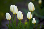 White tulips in my garden