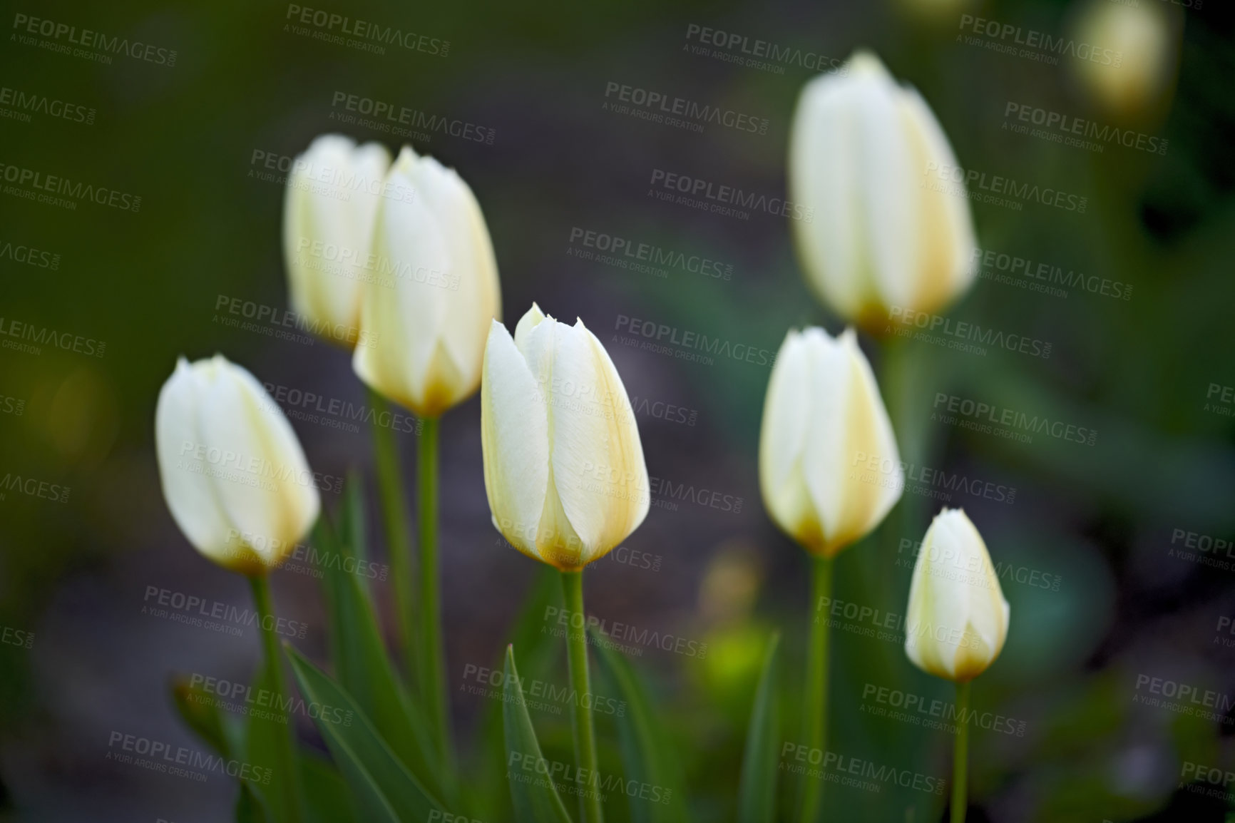 Buy stock photo Yellow and white tulips flowers in an lush garden in the yard outside in spring. Close up landscape view of beautiful gardening with elegant plants and vibrant green stems in a cultivated backyard