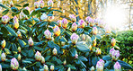 Rhododendron - garden flowers in May