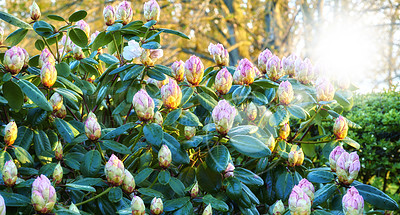 Buy stock photo Rhododendron is a genus of 1,024 species of woody plants in the heath family, either evergreen or deciduous, and found mainly in Asia, although it is also widespread throughout the Southern Highlands of the Appalachian Mountains of North America.