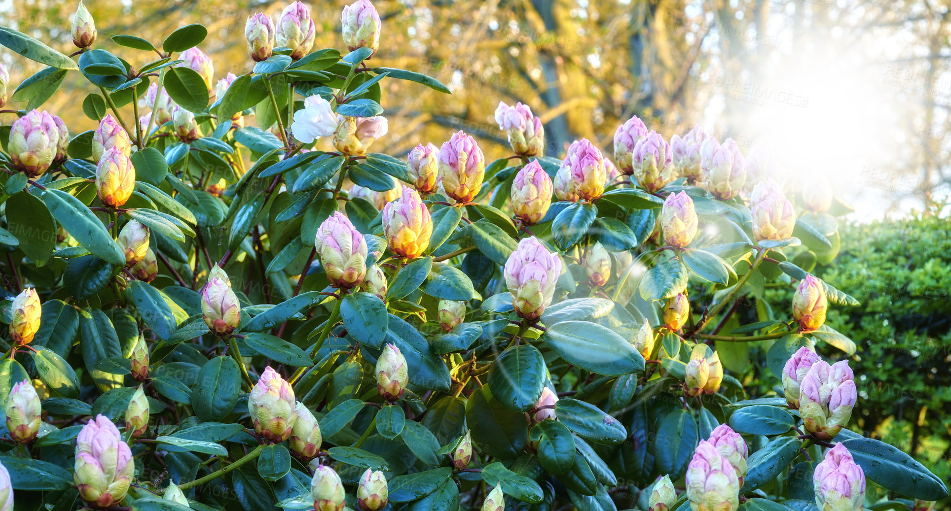 Buy stock photo Rhododendron is a genus of 1,024 species of woody plants in the heath family, either evergreen or deciduous, and found mainly in Asia, although it is also widespread throughout the Southern Highlands of the Appalachian Mountains of North America.