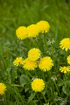 Buy stock photo A series of beautiful garden photos