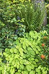 Garden flowers in summertime