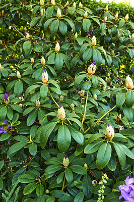 Buy stock photo A series of beautiful garden photos