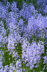Blue Bells