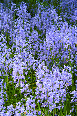 Buy stock photo A photo of beautiful Blue flowers in springtime