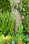 Garden flowers in summertime