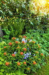 Garden flowers in summertime