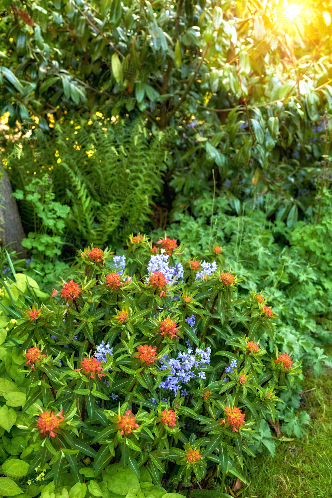 Buy stock photo A photo of beautiful garden details