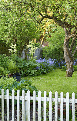 Buy stock photo Colorful home garden with various plants, trees and flowers growing on a sunny spring day outdoors. Bright purple spanish bluebells, blooming amongst greenery and lush foliage in a yard