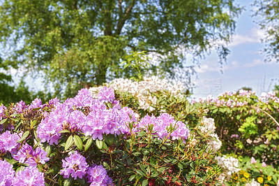 Buy stock photo A series of photos of rhododendron in garden