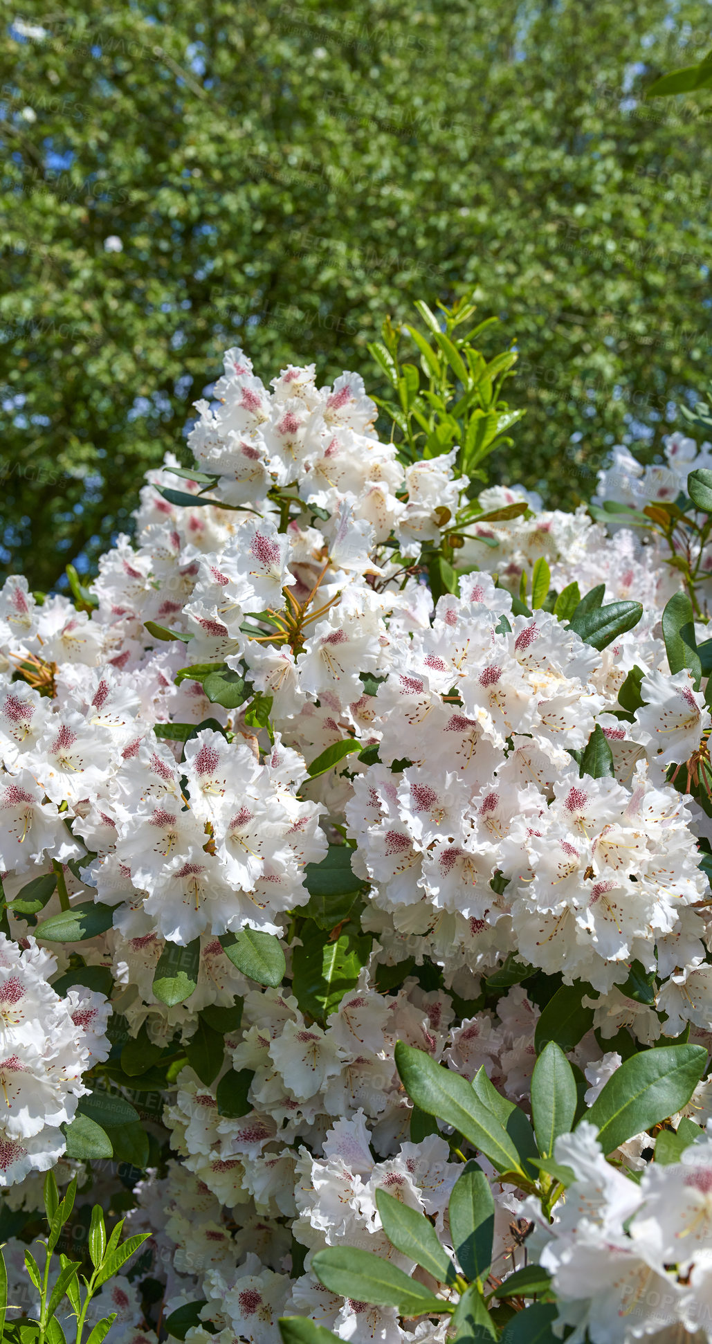 Buy stock photo A series of beautiful garden photos