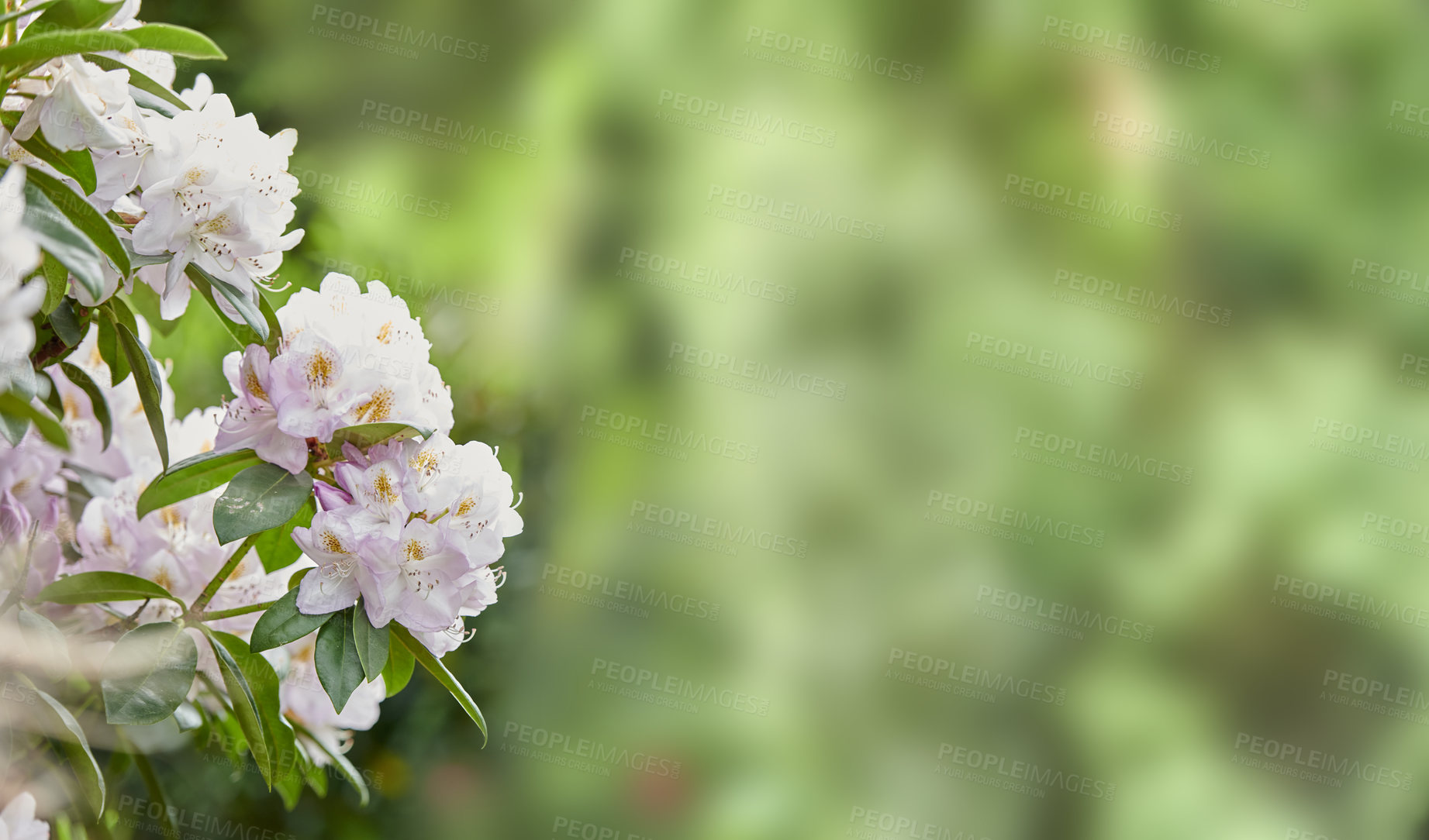 Buy stock photo Rhododendron is a genus of 1,024 species of woody plants in the heath family, either evergreen or deciduous, and found mainly in Asia, although it is also widespread throughout the Southern Highlands of the Appalachian Mountains of North America.