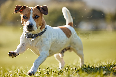 Buy stock photo Dog, running and park exercise on field for animal training in summer for healthy development, mobility or wellness. Backyard, outdoor and nature grass as Jack russell terrier, playing or fitness