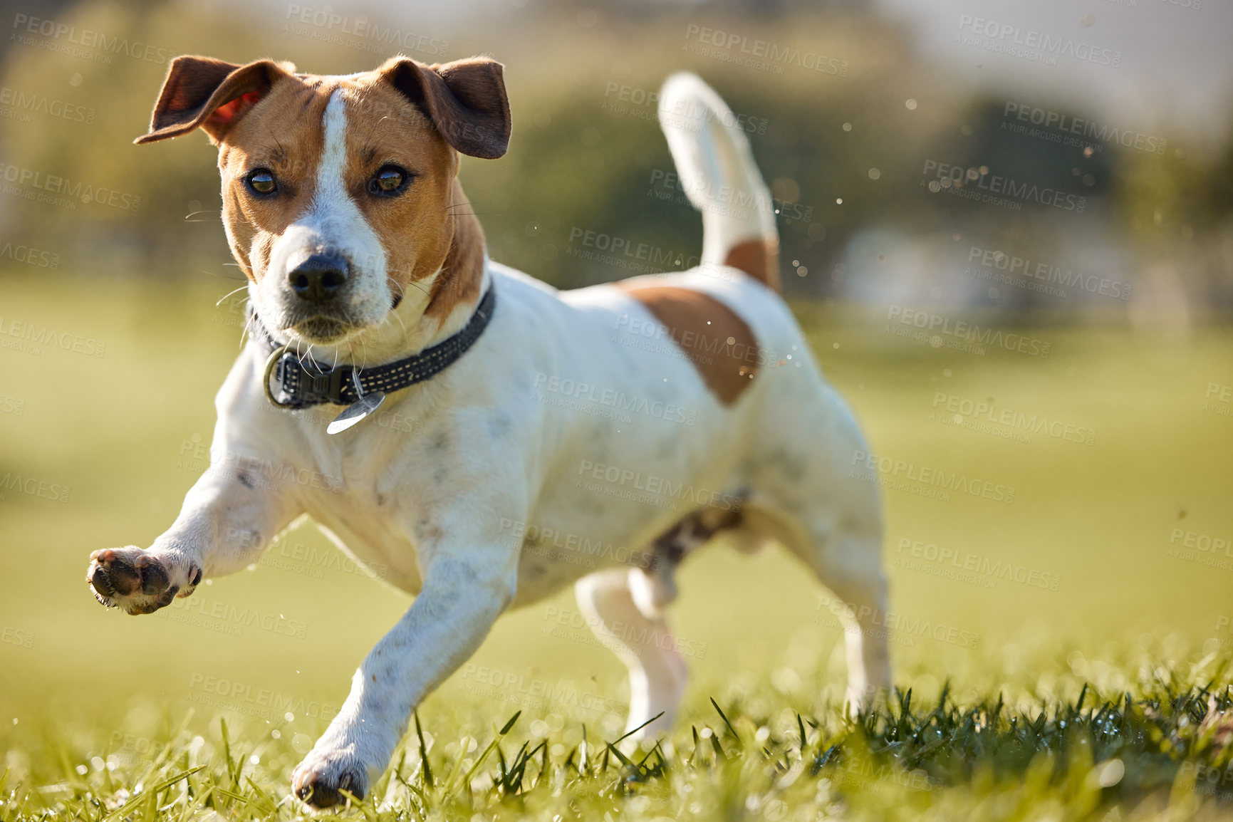 Buy stock photo Dog, running and park exercise on field for animal training in summer for healthy development, mobility or wellness. Backyard, outdoor and nature grass as Jack russell terrier, playing or fitness