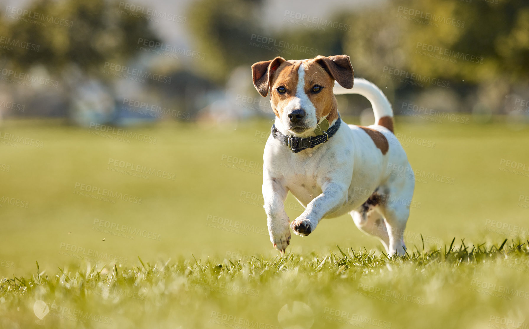 Buy stock photo Dog, running and outdoor exercise on field for animal training in summer for healthy development, mobility or wellness. Backyard, workout and nature grass as Jack russell terrier, playing or fitness