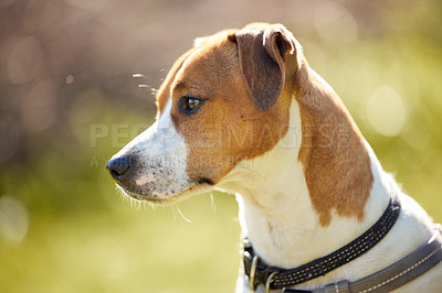 Buy stock photo Cropped shot of an adorable young Jack Russell sitting outside on a field