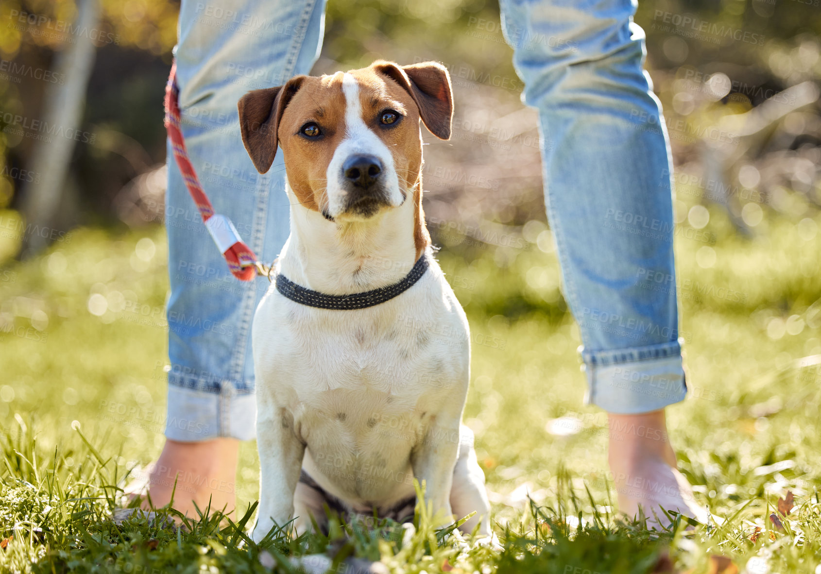 Buy stock photo Full length shot of an adorable young Jack Russell standing outside on a field with his unrecognizable owner