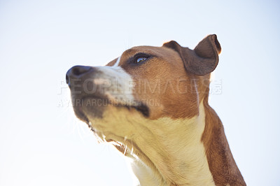 Buy stock photo Low angle shot of an adorable young Jack Russell sitting outside against a clear sky