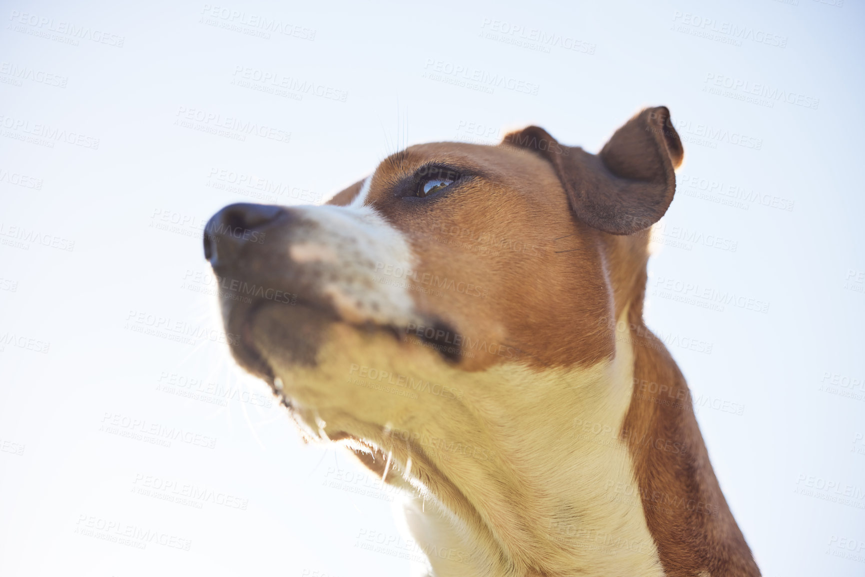 Buy stock photo Low angle shot of an adorable young Jack Russell sitting outside against a clear sky