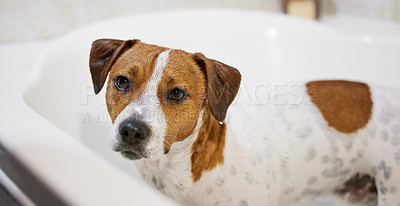 Buy stock photo High angle shot of an adorable young Jack Russell standing in the bath at home