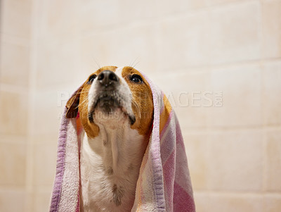 Buy stock photo Cropped shot of an adorable young Jack Russell sitting in the bathroom at home with a towel on his head