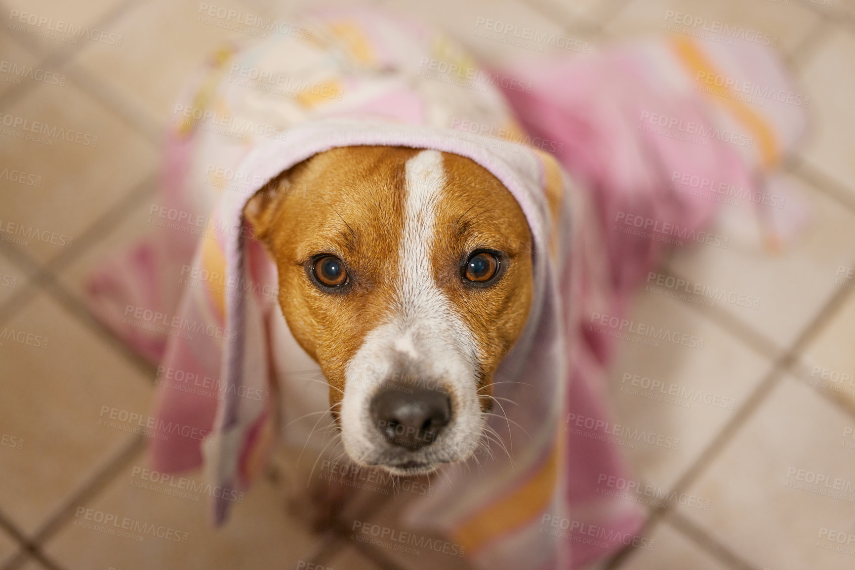 Buy stock photo Dog, portrait and towel on head in home for pet grooming or cleaning hygiene for bacteria, healthy or wellness. Animal, face and cloth or Jack Russell terrier for puppy bathing, shower or bathroom