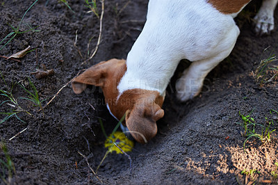 Buy stock photo High angle shot of an adorable young Jack Russell digging a hole in the ground outside