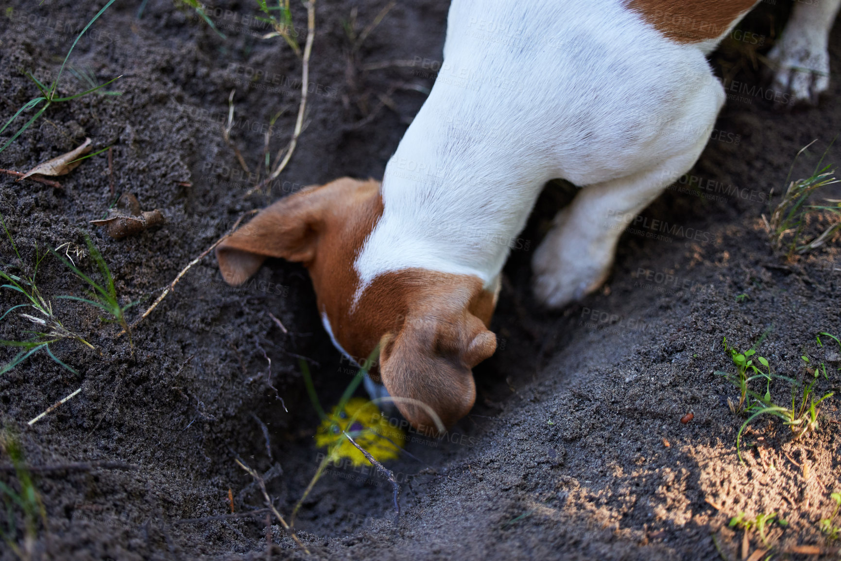 Buy stock photo High angle shot of an adorable young Jack Russell digging a hole in the ground outside